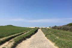 Rubjerg Knude Fyr - Weg durch die Klitplantage