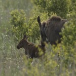 Lille Vildmose, Elche
Mit freundlicher Genehmigung