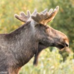 Lille Vildmose, Elche
Mit freundlicher Genehmigung