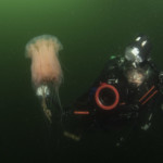 Lillebælt - Unter Wasser