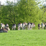 Dyrehaven ved Kongebrogaarden