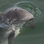 Schweinswal im Lillebælt
