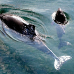 Schweinswale Foto: Birgitte Carol Heiberg