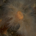 Lillebælt - Unter Wasser