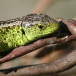 Kystcenter Thyborøn