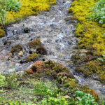 Ravnkilden, kilde, rebild, vand, sten, natur
