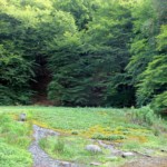 ravnkilden, rebild, natur, skov, sommer, vand, sten, kilde_